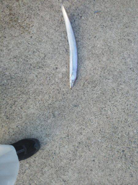 太刀魚入れ食い・・・