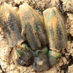 仕事帰りの短時間エギング