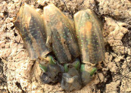 仕事帰りの短時間エギング