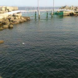 小島養魚場でヒラマサ狙い、初挑戦