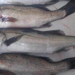 子供とシーバス祭り