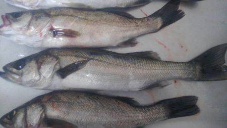 子供とシーバス祭り