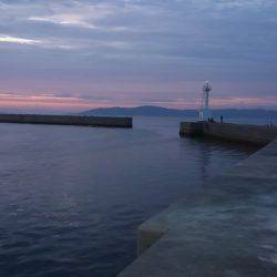 アオリイカ渋い