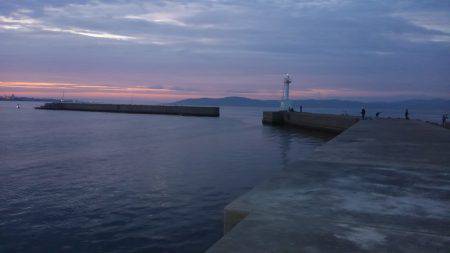 アオリイカ渋い