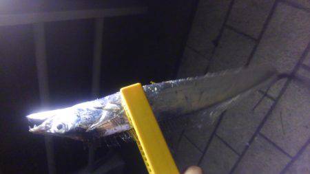 シーサイドコスモ