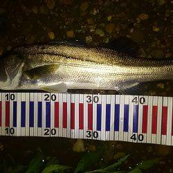 リバーシーバス