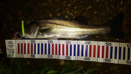 リバーシーバス