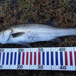 リバーシーバス