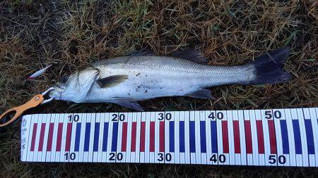 リバーシーバス