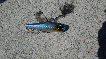 先週ポッパーで当りが有った正体を掴みに今回もまたやって来ました。