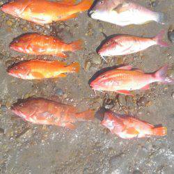 アカハタボート