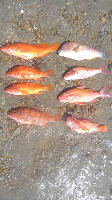 アカハタボート