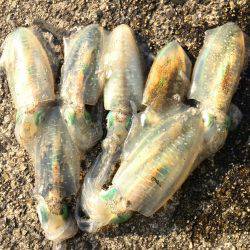 短時間エギング