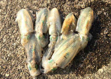 短時間エギング