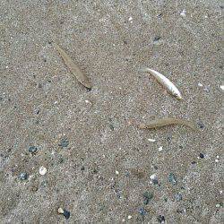 投げ釣りシロギス爆釣