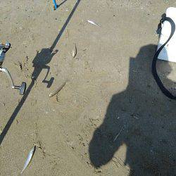 投げ釣りシロギス