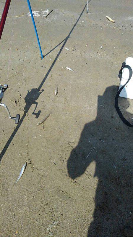 投げ釣りシロギス