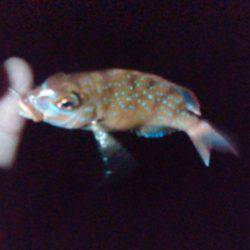 オキアミで根魚