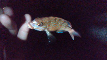 オキアミで根魚