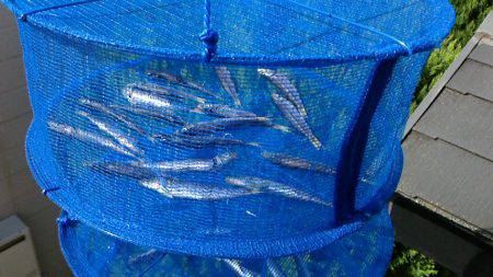 エサ無しサビキ