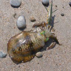 サーフエギング