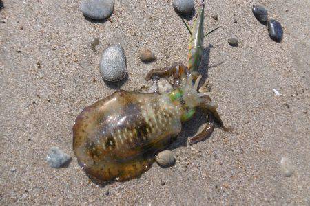 サーフエギング