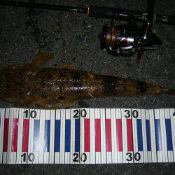 チニングの外道