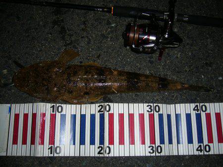 チニングの外道