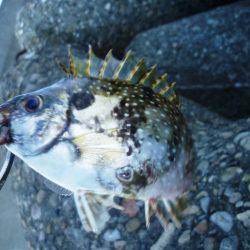 バリッコ・バリッコ・バリバリッコ～♬