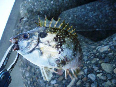 バリッコ・バリッコ・バリバリッコ～♬