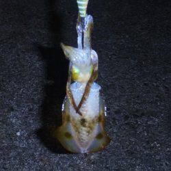 秋の漁港は夜も大賑わい