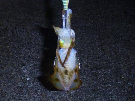 秋の漁港は夜も大賑わい