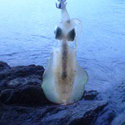 プレッシャーの低い地磯をラン&ガン