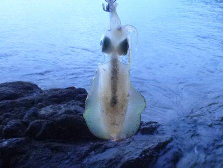 プレッシャーの低い地磯をラン&ガン