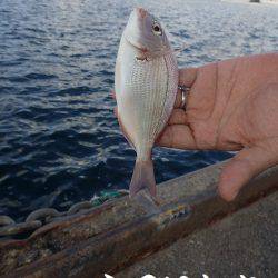 鳥取にオオアジを狙いに。