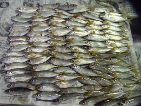 小アジ入れ食い！