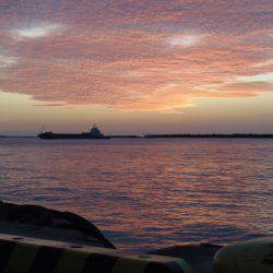 ２０㎝級の小サバいなくなった