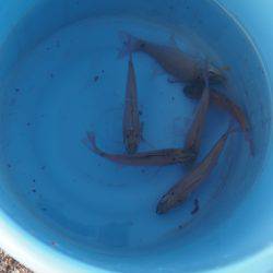 遠投サビキで小アジ３０匹