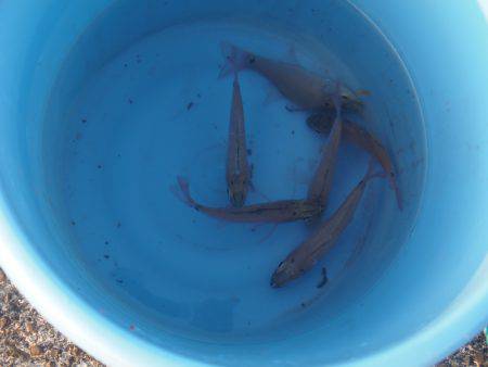 遠投サビキで小アジ３０匹