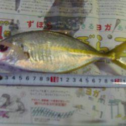 小アジ６１匹、シマアジ3匹