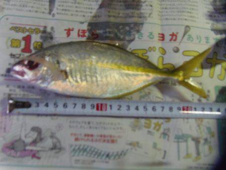 小アジ６１匹、シマアジ3匹