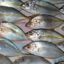 シマアジ爆釣り１０５匹