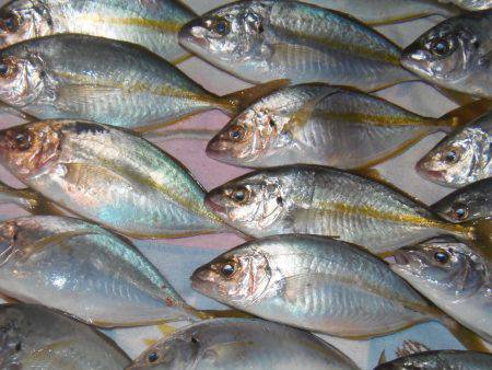 シマアジ爆釣り１０５匹