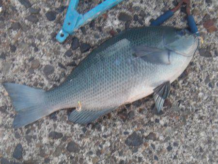 サビキで30㎝超のグレ