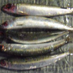 新宮港は小サバ、イワシのみ