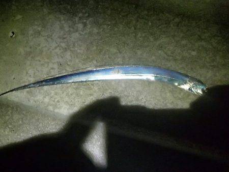 小型だがアタリ多数