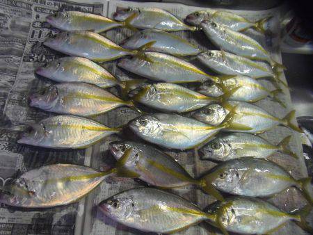 シマアジ２１匹、小アジ４８匹