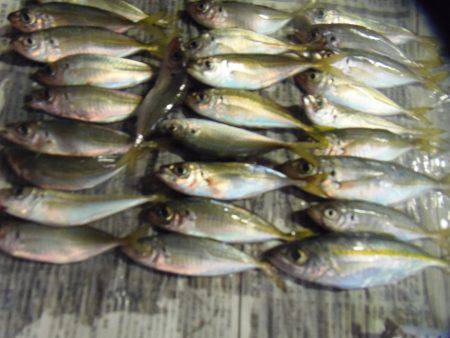 シマアジ25センチ