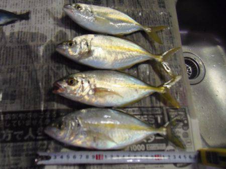 シマアジ２６センチ