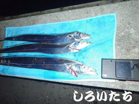 タチウオとマイワシ。